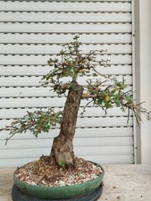 Bonsai crataegus gebraucht kaufen Bonsai crataegus gebraucht kaufen  Augsburg