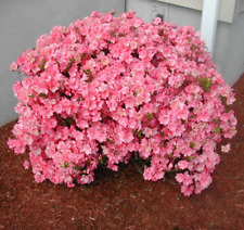 Azalea japonica blaauw for sale  NORTHWICH