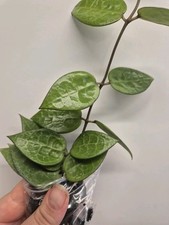 Hoya verticillata black for sale  LONDON
