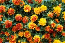 300 safflower saffron for sale  Massillon