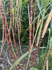 Pot yellow red for sale  Fort Myers