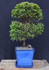 Brush cherry bonsai for sale  Patchogue