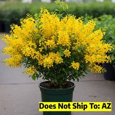 Hummingbird bush yellow for sale  Miami