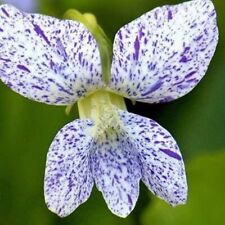 Viola freckles hardy for sale  MARCH