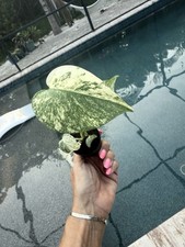 Monstera mint actual for sale  Bradenton