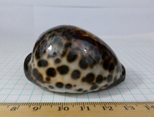 cypraea tigris for sale cypraea tigris for sale Buffalo