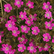 Geranium orkney cherry for sale  UK