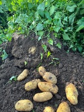 Kartoffeln frühkartoffeln ern gebraucht kaufen  Munningen