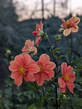 Dahlia tubers bulbs for sale  Dickerson