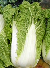 Michihili chinese cabbage for sale  Deltona