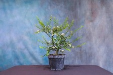 Singapore holly pre for sale  North Fort Myers