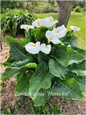 Zantedeschia hercules 1 d'occasion  Arzacq-Arraziguet
