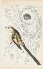 Vintage bird print for sale  DERBY