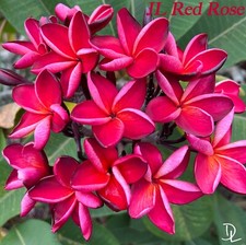 Red rose plumeria for sale  Haleiwa
