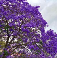 Paulownia elongata blauglocken gebraucht kaufen  Heinsberg