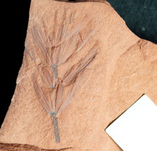 Rarissima specie equiseto usato  Spedire a Italy