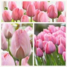 Darwin tulip mystic for sale  CANTERBURY