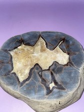 Stunning polished septarian for sale  El Paso