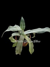 Agave gypsophila cactus for sale  USA