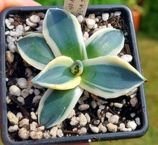 agave for sale agave for sale DARLINGTON
