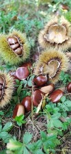 Castagne fresche biologiche usato  Borgo San Dalmazzo