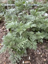 Organic wormwood live for sale  Dearborn Heights