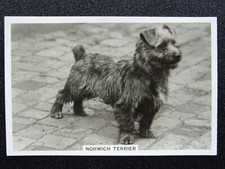 Norwich terrier dogs for sale Norwich terrier dogs for sale  UK