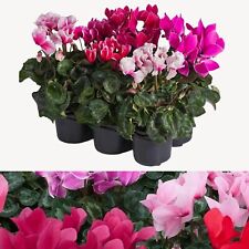 Cyclamen plants 9cm for sale  GLASGOW