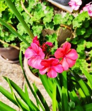 Graines geranium zonal d'occasion  Lingolsheim