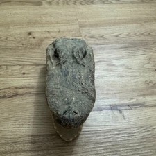 Real alligator gator for sale  Granada Hills