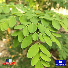 Moringa seeds non for sale  Waltham