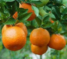 Dwarf ponkan mandarin for sale  Lake Wales