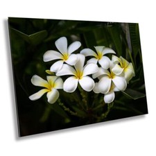 Blooms eternity hawaiian for sale  Livingston