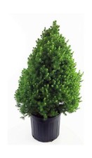Picea glauca conica for sale  USA