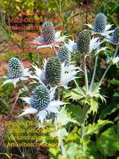 Riesen mannstreu eryngium gebraucht kaufen  Langenfeld (Rheinland)