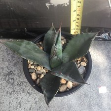 agave for sale  GRAVESEND