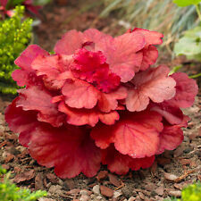 Heuchera fire alarm for sale  UK