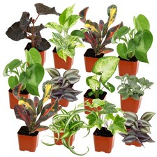 Easy grow houseplants for sale  Saint Paul