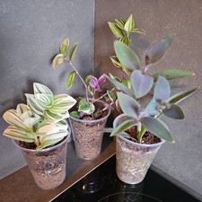 Pflanze tradescantia zebrina gebraucht kaufen  Seesbach