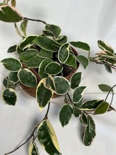Hoya carnosa krimson for sale  LONDON