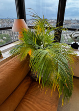 Plante verte interieur d'occasion  Paris XV