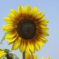 Girasole solar power usato  Trappeto