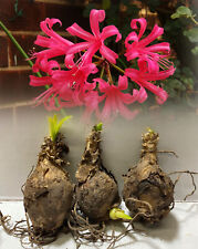 Nerine bowdenii pink for sale  ALFRETON