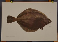 Plakat poster wandkarte gebraucht kaufen  Berghülen