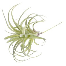 Fleur artificielle verdure d'occasion  Expédié en France