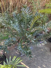 Encephalartos arenarius 10. for sale  Franklin