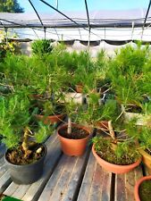 Prebonsai scelta sono usato  Manduria