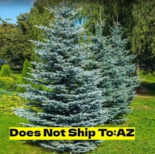 Colorado blue spruce for sale  Fort Mill