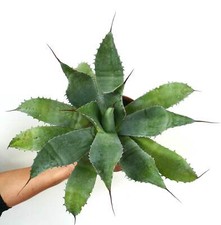 Agave verdensis agave usato  Napoli