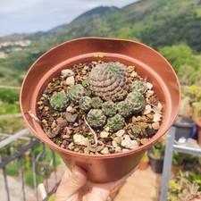 Vaso sulcorebutia rauschii usato  Barcellona Pozzo di Gotto